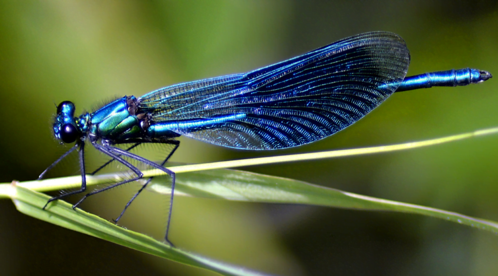 Insect over a leaf