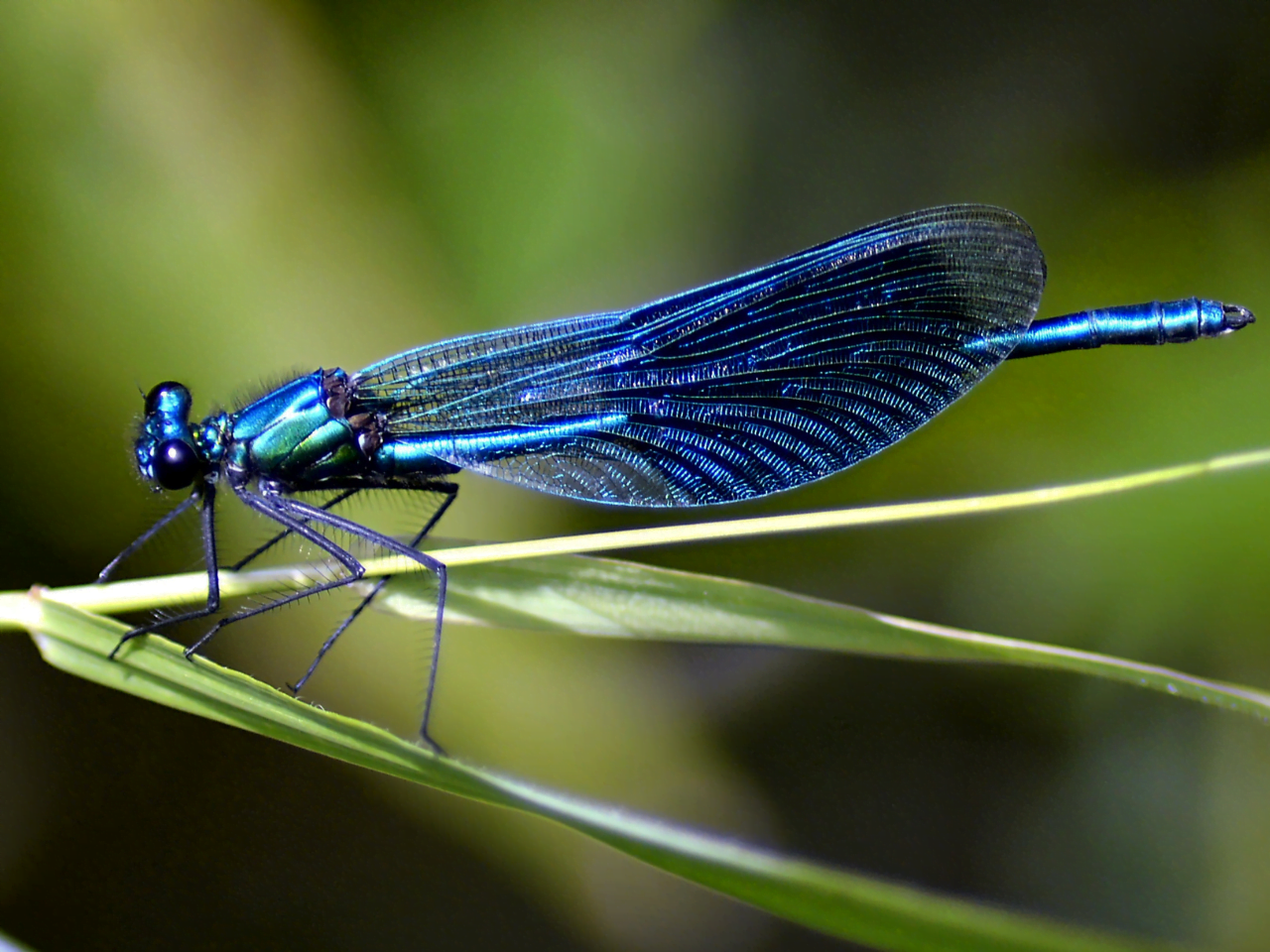 Insect over a leaf