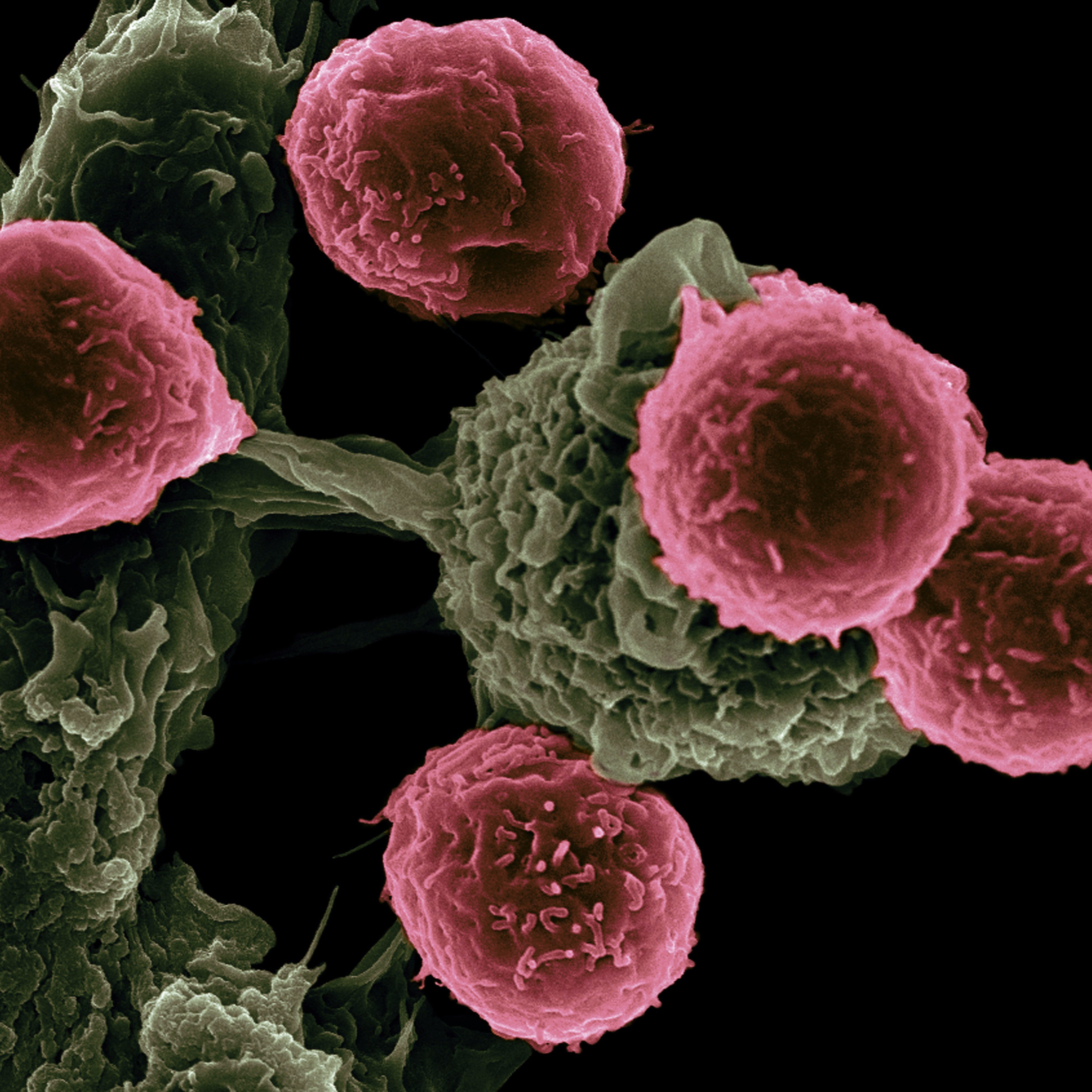 Cells on microscope