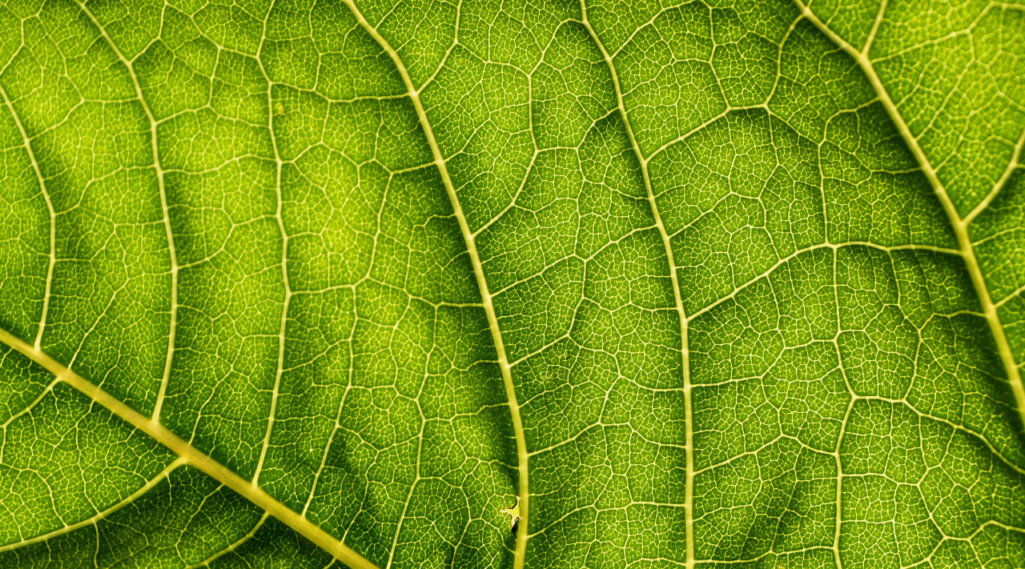 As origens da biologia quântica