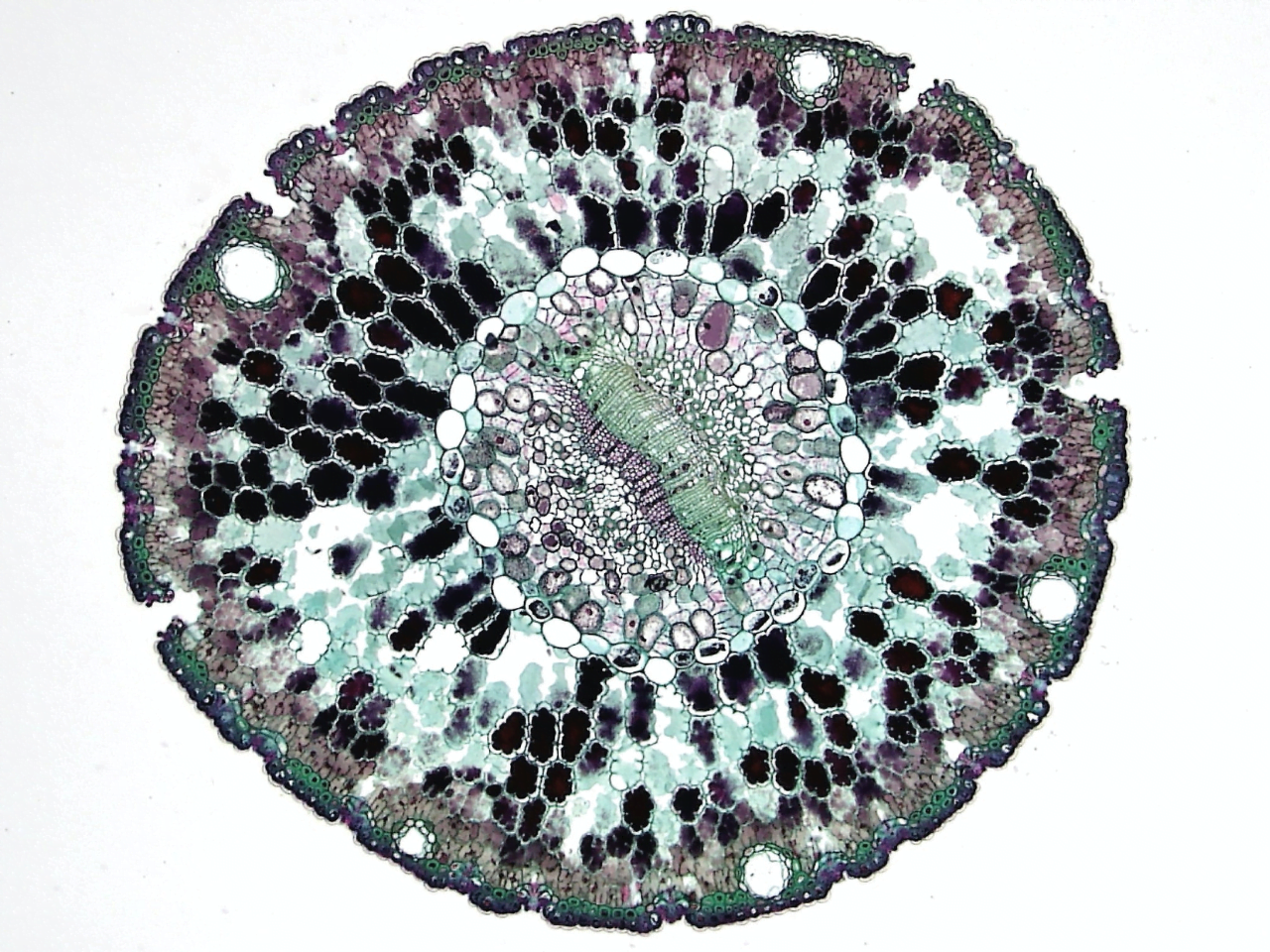 Double power-law viscoelastic relaxation of living cells encodes motility trends
