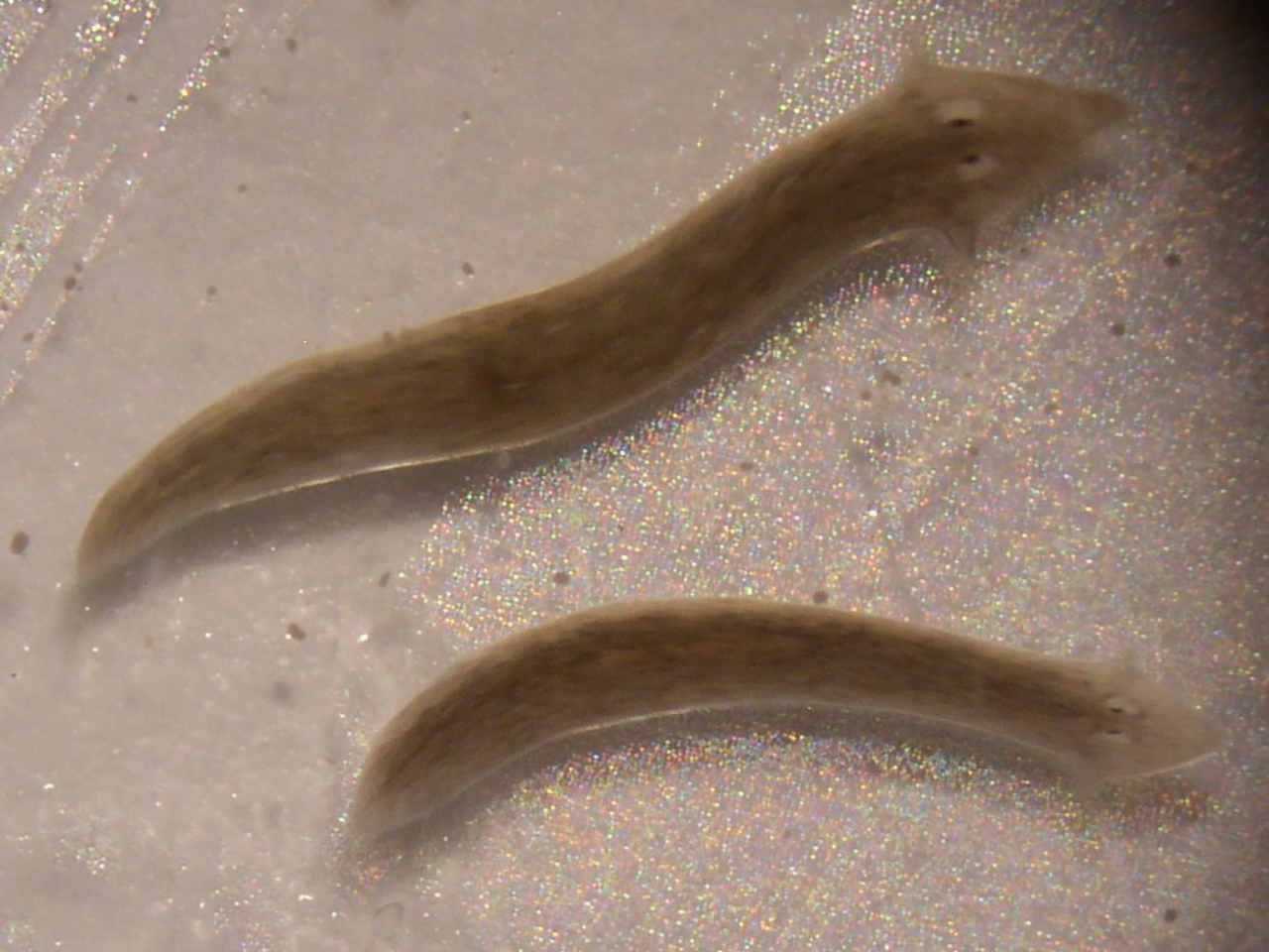 Modeling Planarian Regeneration: A Primer for Reverse-Engineering the Worm