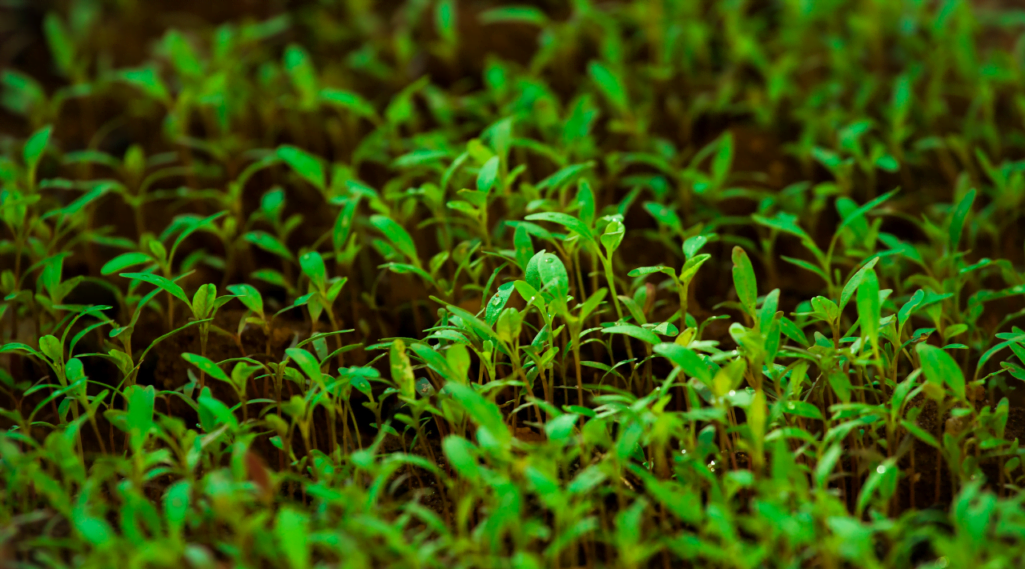 Emissão de fótons ultra fraca e resolvida no tempo como indicador de desempenho de germinação em plântulas únicas