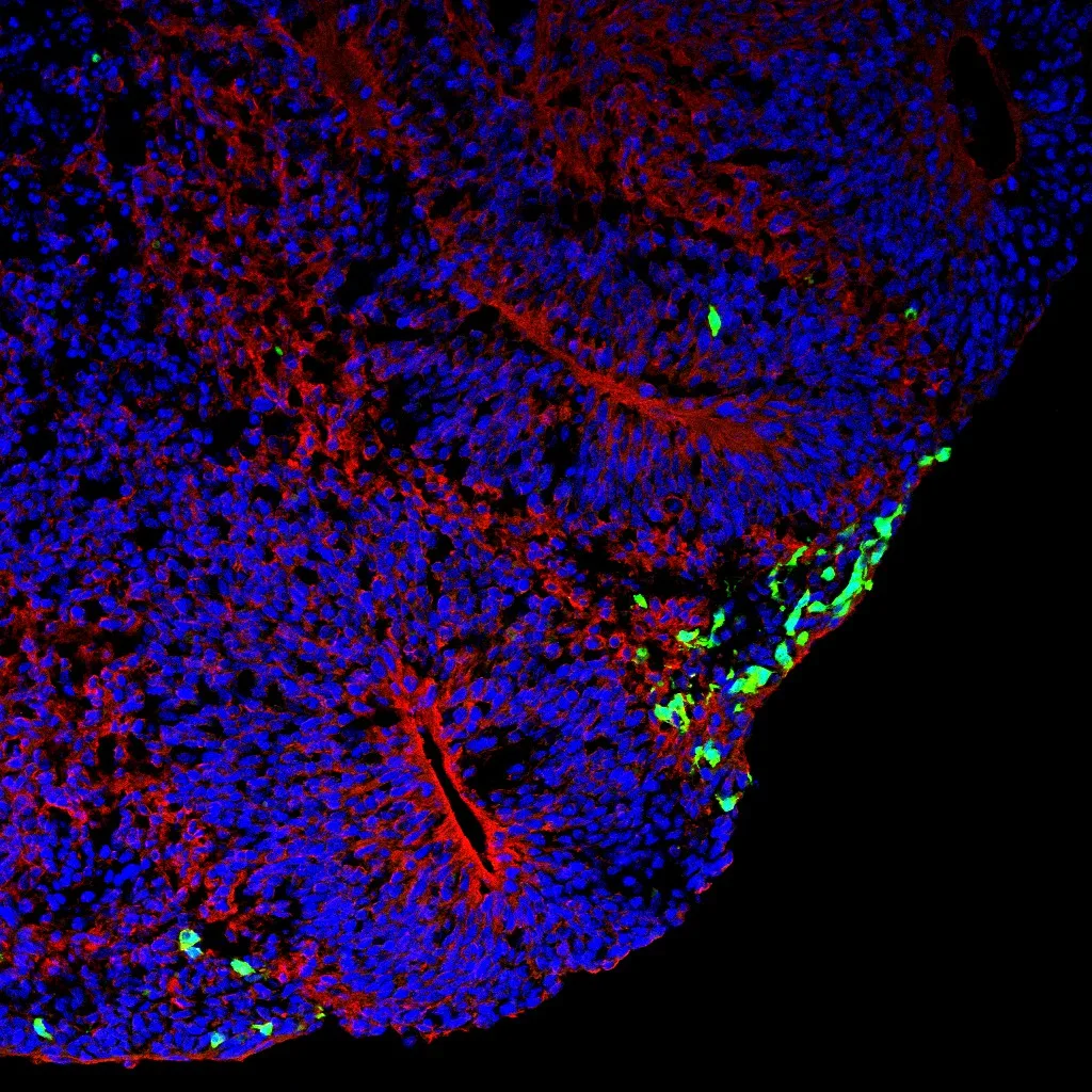 Cellular Neurobiology